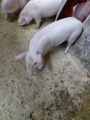 Vând purcei deparazitați de 8 9 săptămâni  - imagine 2