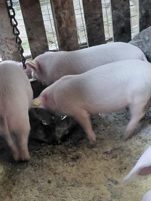 Vând purcei deparazitați de 8 9 săptămâni 