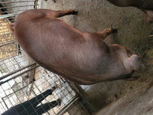 Vând porc rasa duroc - imagine 3