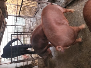 Vând porc rasa duroc - imagine 4