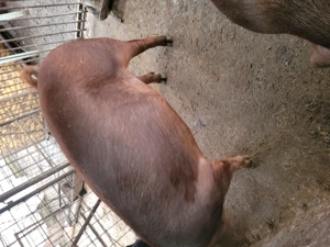 Vând porc rasa duroc - imagine 5