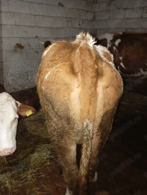 Vând vacă bălțată românească  - imagine 3