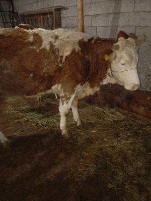 Vând vacă bălțată românească  - imagine 2