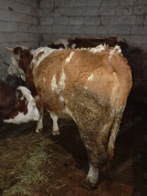 Vând vacă bălțată românească  - imagine 4