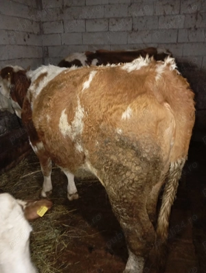 Vând vacă bălțată românească  - imagine 5