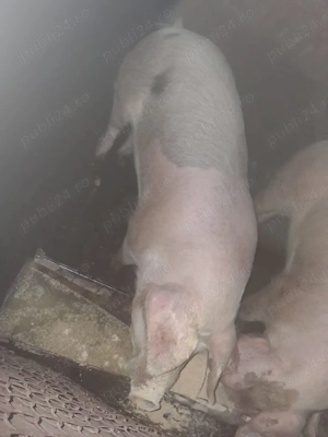 Vând porc de sacrificat și două scrofițe Landrace! - imagine 4
