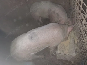 Vând porc de sacrificat și două scrofițe Landrace!