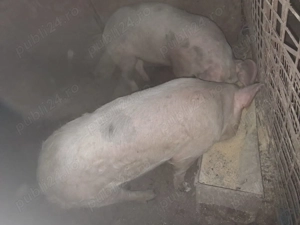 Vând porc de sacrificat și două scrofițe Landrace! - imagine 2