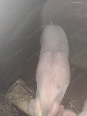 Vând porc de sacrificat și două scrofițe Landrace! - imagine 3