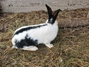 De vânzare 4 iepuri 350ron toti - imagine 3