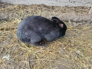 De vânzare 4 iepuri 350ron  - imagine 3