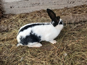 De vânzare 4 iepuri 350ron 