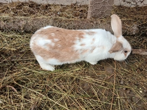 De vânzare 4 iepuri 350ron  - imagine 5