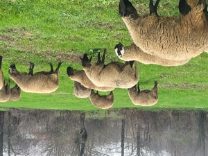 Oi și miele de vânzare 