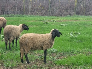 Oi și miele de vânzare  - imagine 2