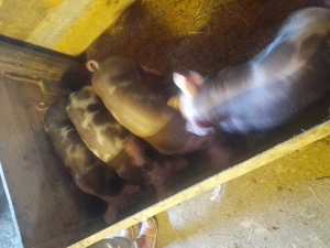 Purcei petran 8 săptămâni 