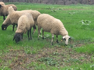 Oi și miele de vânzare  - imagine 4