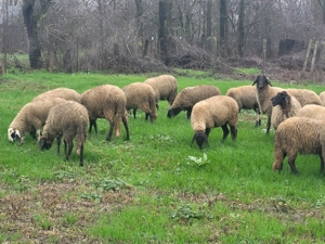 Oi și miele de vânzare  - imagine 3