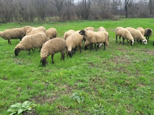 Oi și miele de vânzare  - imagine 5