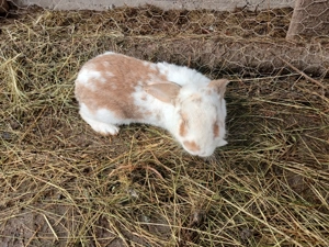 De vânzare 4 iepuri 350ron  - imagine 4