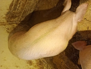 Porci vânzare Bihor rasa marele alb  - imagine 4