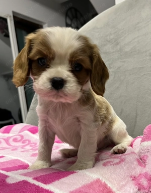 Cățeluși king charles spaniel  - imagine 2