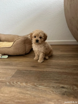 baietel maltipoo 