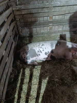 Vând porc 150-160 kg