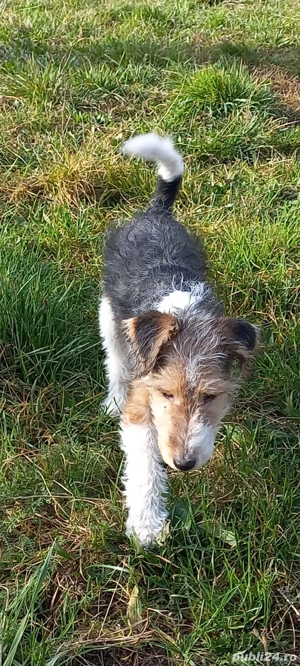 Fox terrier sârmos.a - imagine 4