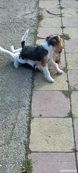Fox terrier sârmos.a - imagine 3