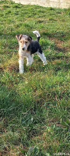 Fox terrier sârmos.a - imagine 5