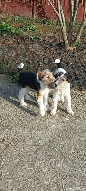 Fox terrier sârmos.a