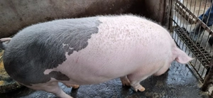 Vând scrofite Bazna cu Petreain pt reproducție sau sacrificat