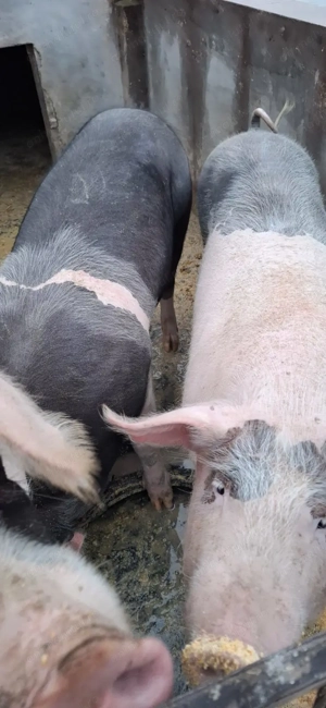 Vând scrofite Bazna cu Petreain pt reproducție sau sacrificat - imagine 3