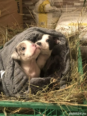 Disponibili 2 puiuți Amstaff  - imagine 2