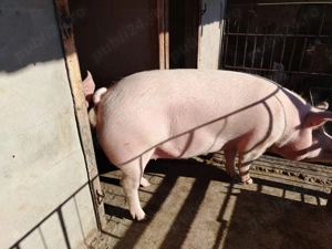 Vând porc 230 kg 