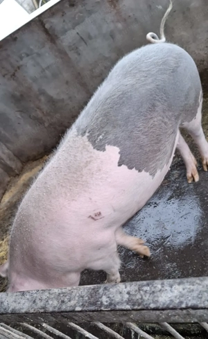 Vând scrofite Bazna cu Petreain pt reproducție sau sacrificat - imagine 4