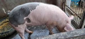 Vând scrofite Bazna cu Petreain pt reproducție sau sacrificat - imagine 2