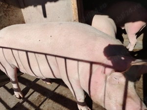 Vând porc 230 kg  - imagine 2