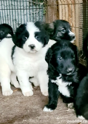 De vanzare Ciobanesc CORB 