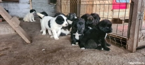 De vanzare Ciobanesc CORB  - imagine 2