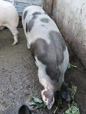 Porc de 11 luni landrace pietran 