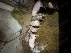 Vând purcei  - imagine 2