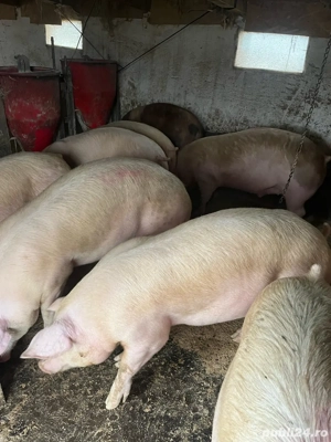 vind porci - imagine 3