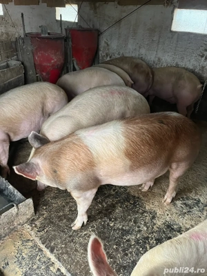 vind porci - imagine 2