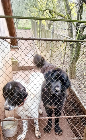 De vanzare Ciobanesc CORB  - imagine 3