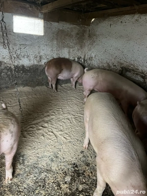 vind porci - imagine 4