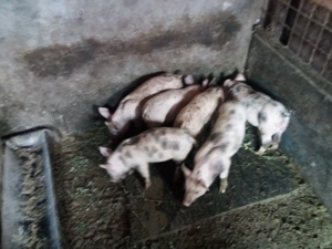 purcei din mama  marele alb  si tata pietrain belgian de 10 saptamani 3 masculi castrati   3 femele 