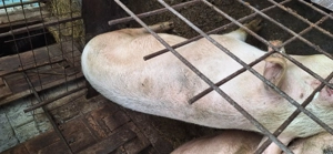 Porci de vanzare - imagine 2