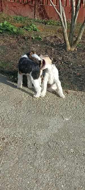 Fox terrier sârmos - imagine 2